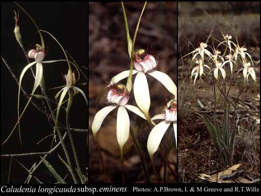 Photograph of Caladenia longicauda subsp. eminens (Domin) Hopper & A.P.Br.