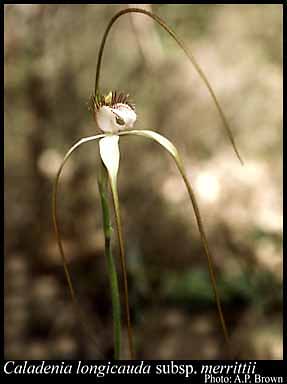 Photograph of Caladenia longicauda subsp. merrittii Hopper & A.P.Br.