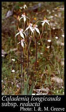 Photograph of Caladenia longicauda subsp. redacta Hopper & A.P.Br.