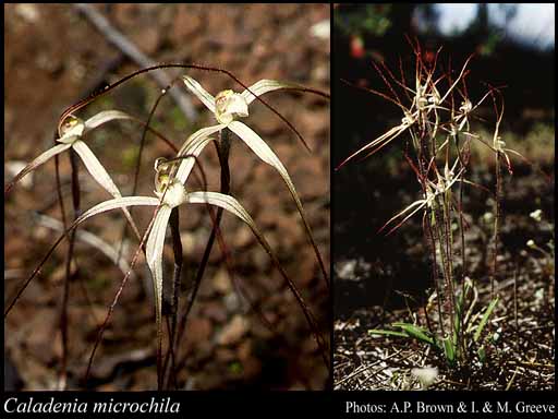 Photograph of Caladenia microchila Hopper & A.P.Br.