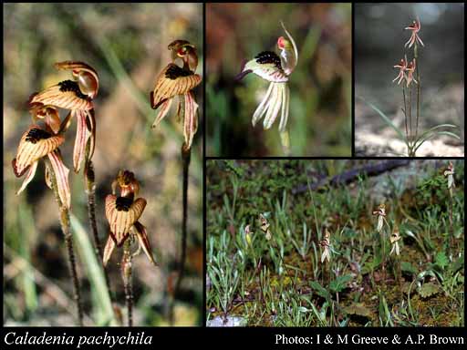 Photograph of Caladenia pachychila Hopper & A.P.Br.