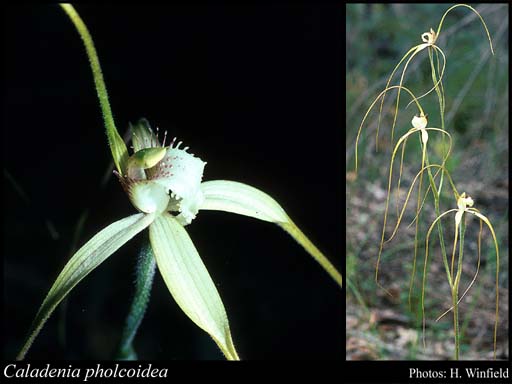 Photograph of Caladenia pholcoidea Hopper & A.P.Br.