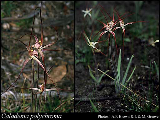 Photograph of Caladenia polychroma Hopper & A.P.Br.