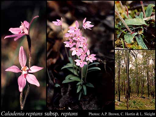 Photograph of Caladenia reptans Lindl. subsp. reptans