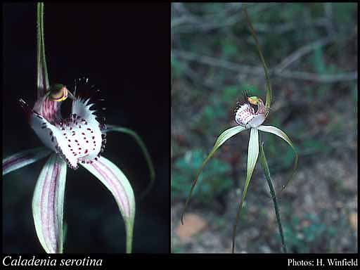 Photograph of Caladenia serotina Hopper & A.P.Br.