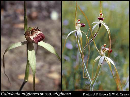 Photograph of Caladenia uliginosa A.S.George subsp. uliginosa