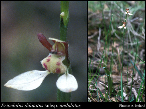 Photograph of Eriochilus dilatatus subsp. undulatus Hopper & A.P.Br.