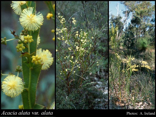 Photo of Acacia alata R.Br. var. alata