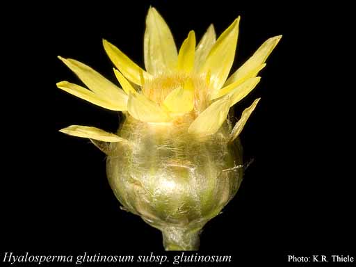 Photograph of Hyalosperma glutinosum Steetz subsp. glutinosum