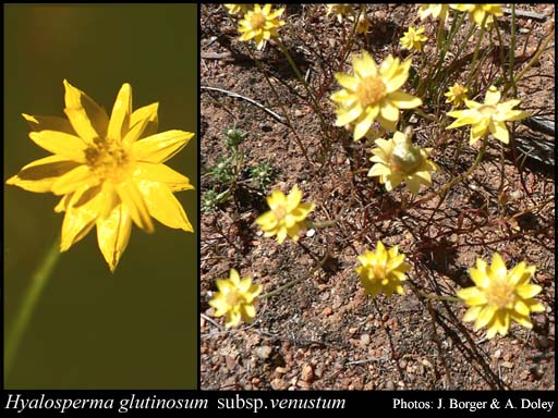 Photograph of Hyalosperma glutinosum subsp. venustum (S.Moore) Paul G.Wilson