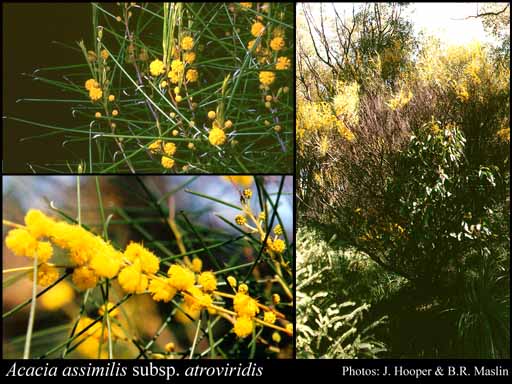Photo of Acacia assimilis subsp. atroviridis R.S.Cowan & Maslin