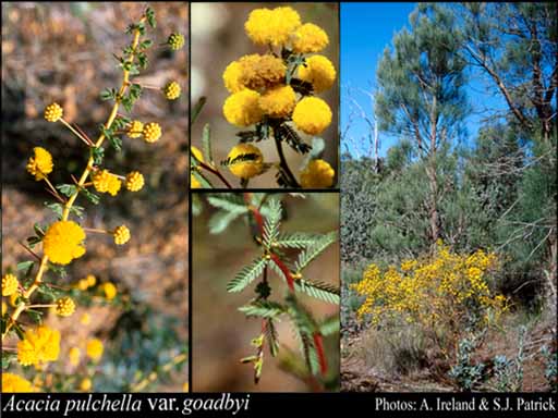 Photograph of Acacia pulchella var. goadbyi (Domin) Maslin