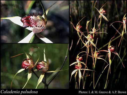 Photograph of Caladenia paludosa Hopper & A.P.Br.