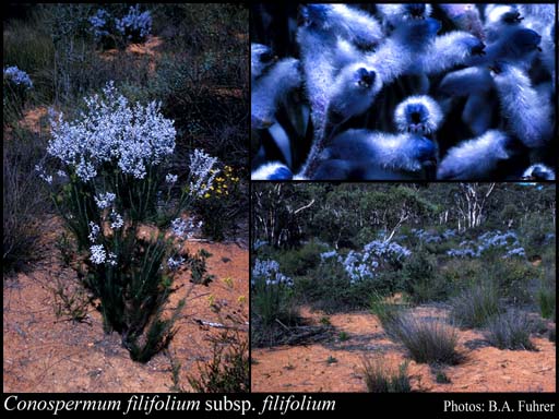 Photo of Conospermum filifolium Meisn. subsp. filifolium