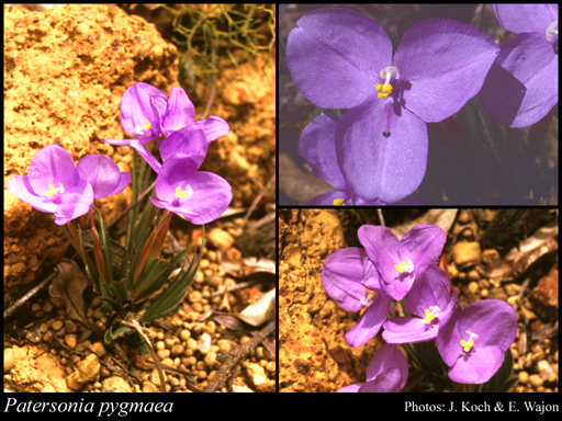 Photograph of Patersonia pygmaea Lindl.