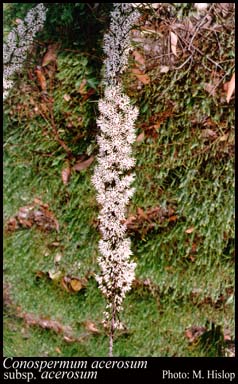 Photo of Conospermum acerosum Lindl. subsp. acerosum