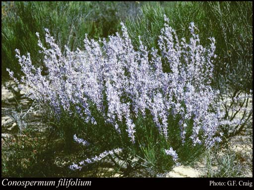 Photo of Conospermum filifolium Meisn.