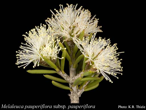 Photograph of Melaleuca pauperiflora F.Muell. subsp. pauperiflora