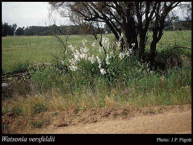 Photograph of Watsonia versfeldii J.W.Mathews & L.Bolus
