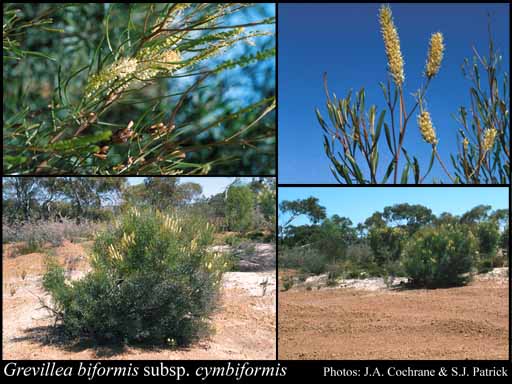 Photograph of Grevillea biformis subsp. cymbiformis Olde & Marriott