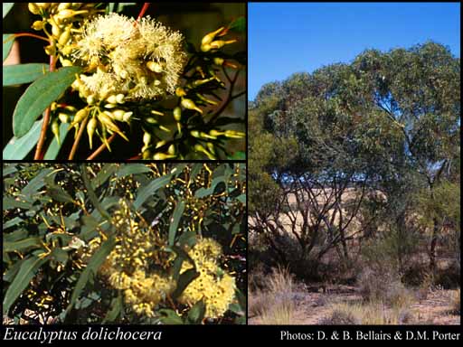Photograph of Eucalyptus dolichocera L.A.S.Johnson & K.D.Hill