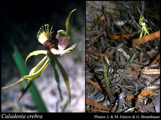 Photo of Caladenia crebra A.S.George