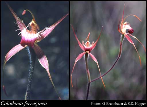 Photograph of Caladenia ferruginea Nicholls