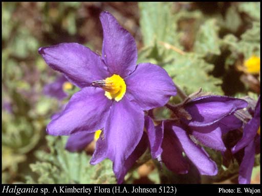 Photograph of Halgania sp. A Kimberley Flora (H.A. Johnson 5123)