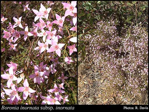 Photograph of Boronia inornata Turcz. subsp. inornata