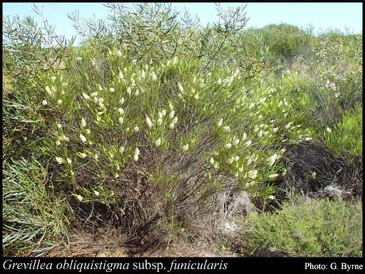 Photograph of Grevillea obliquistigma subsp. funicularis Olde & Marriott