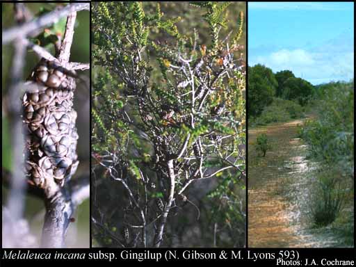 Photograph of Melaleuca incana subsp. Gingilup (N. Gibson & M. Lyons 593)
