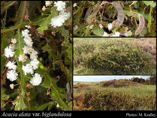 Photo of Acacia alata var. biglandulosa Benth.