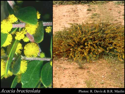 Photo of Acacia bracteolata Maslin