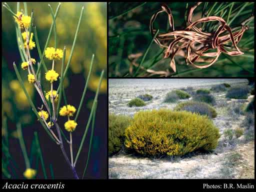 Photograph of Acacia cracentis R.S.Cowan & Maslin