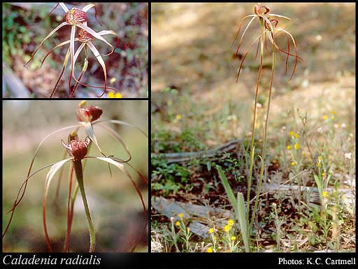 Photograph of Caladenia radialis R.S.Rogers