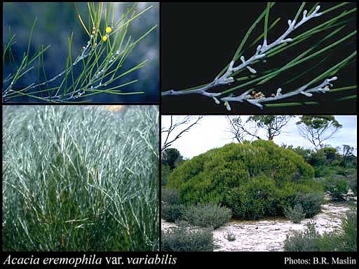 Photograph of Acacia eremophila var. variabilis Maiden & Blakely