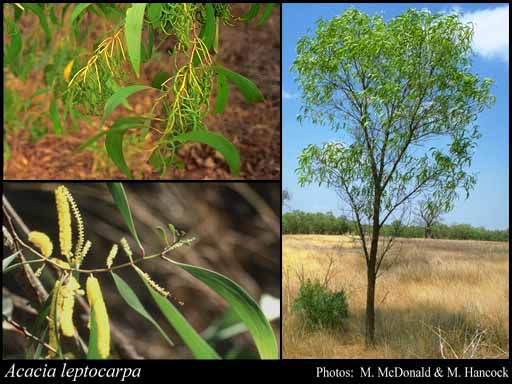 Photograph of Acacia leptocarpa Benth.