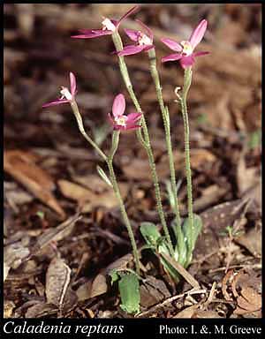 Photograph of Caladenia reptans Lindl.