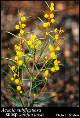 Photograph of Acacia subflexuosa Maiden subsp. subflexuosa