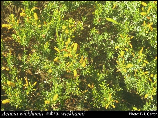 Photograph of Acacia wickhamii Benth. subsp. wickhamii