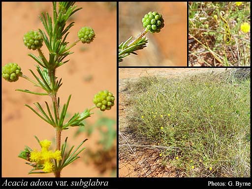 Photograph of Acacia adoxa var. subglabra Pedley