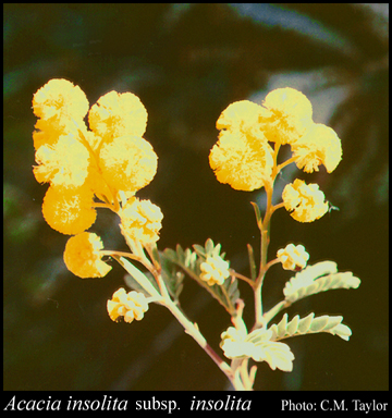 Photograph of Acacia insolita E.Pritz. subsp. insolita