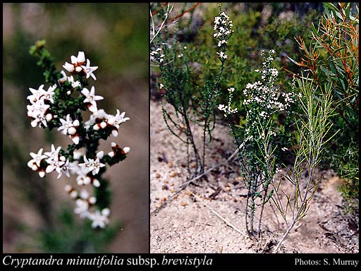 Photograph of Cryptandra minutifolia subsp. brevistyla Rye