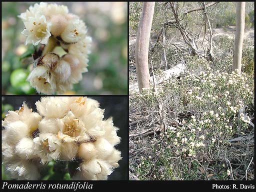 Photo of Pomaderris rotundifolia (F.Muell.) Rye