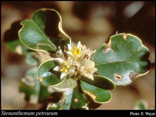 Photograph of Stenanthemum petraeum Rye