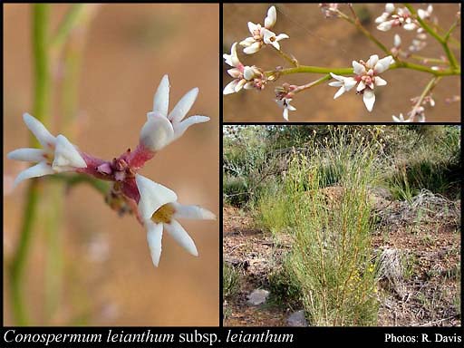 Photo of Conospermum leianthum (Benth.) Diels subsp. leianthum