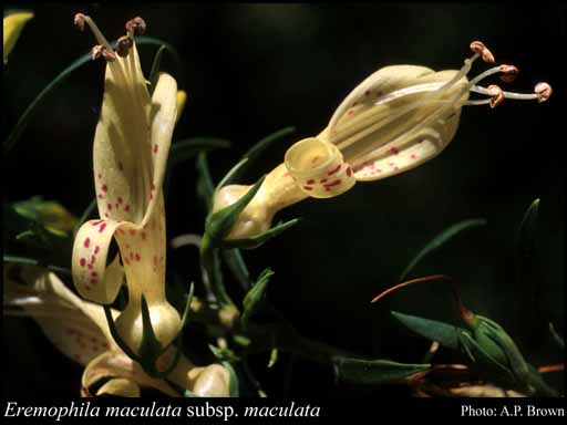 Photograph of Eremophila maculata (Ker Gawl.) F.Muell. subsp. maculata