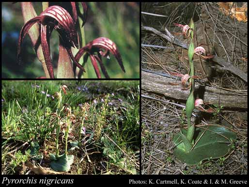 Photograph of Pyrorchis nigricans (R.Br.) D.L.Jones & M.A.Clem.