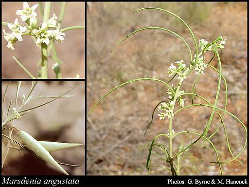 Photograph of Marsdenia angustata P.I.Forst.