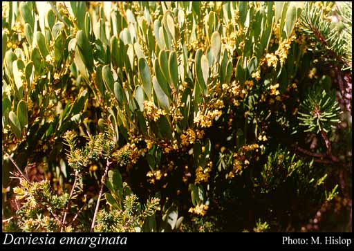 Photograph of Daviesia emarginata (Miq.) Crisp